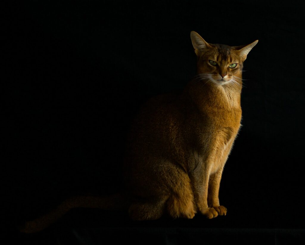 Abyssinian cat