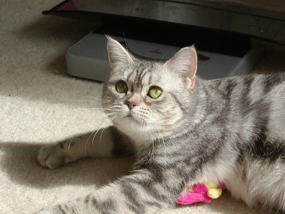 American shorthair cat