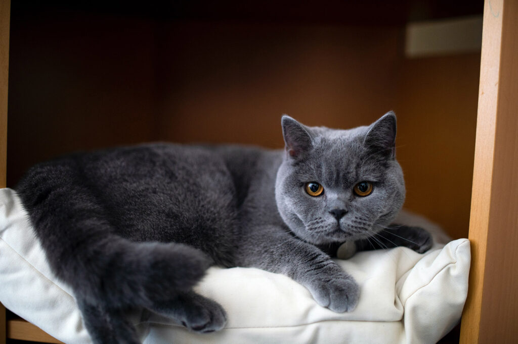 British shorthair cat