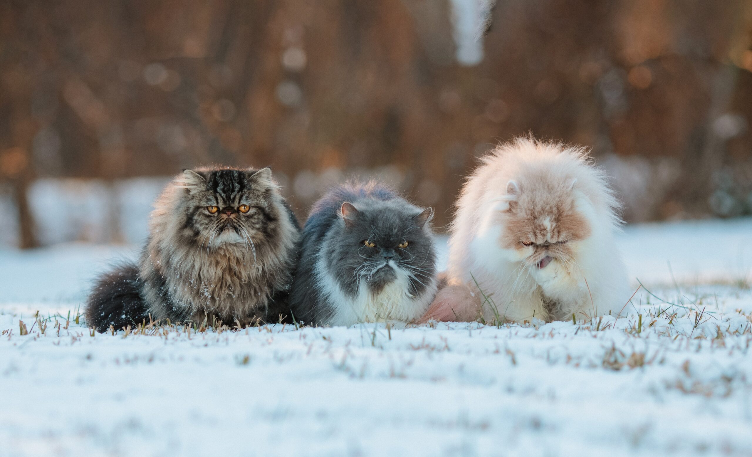 A guide to different breeds of cats, including personality traits and characteristics