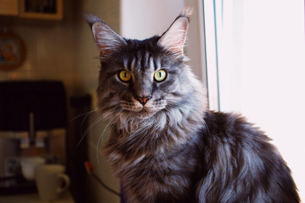 Maine coon cat