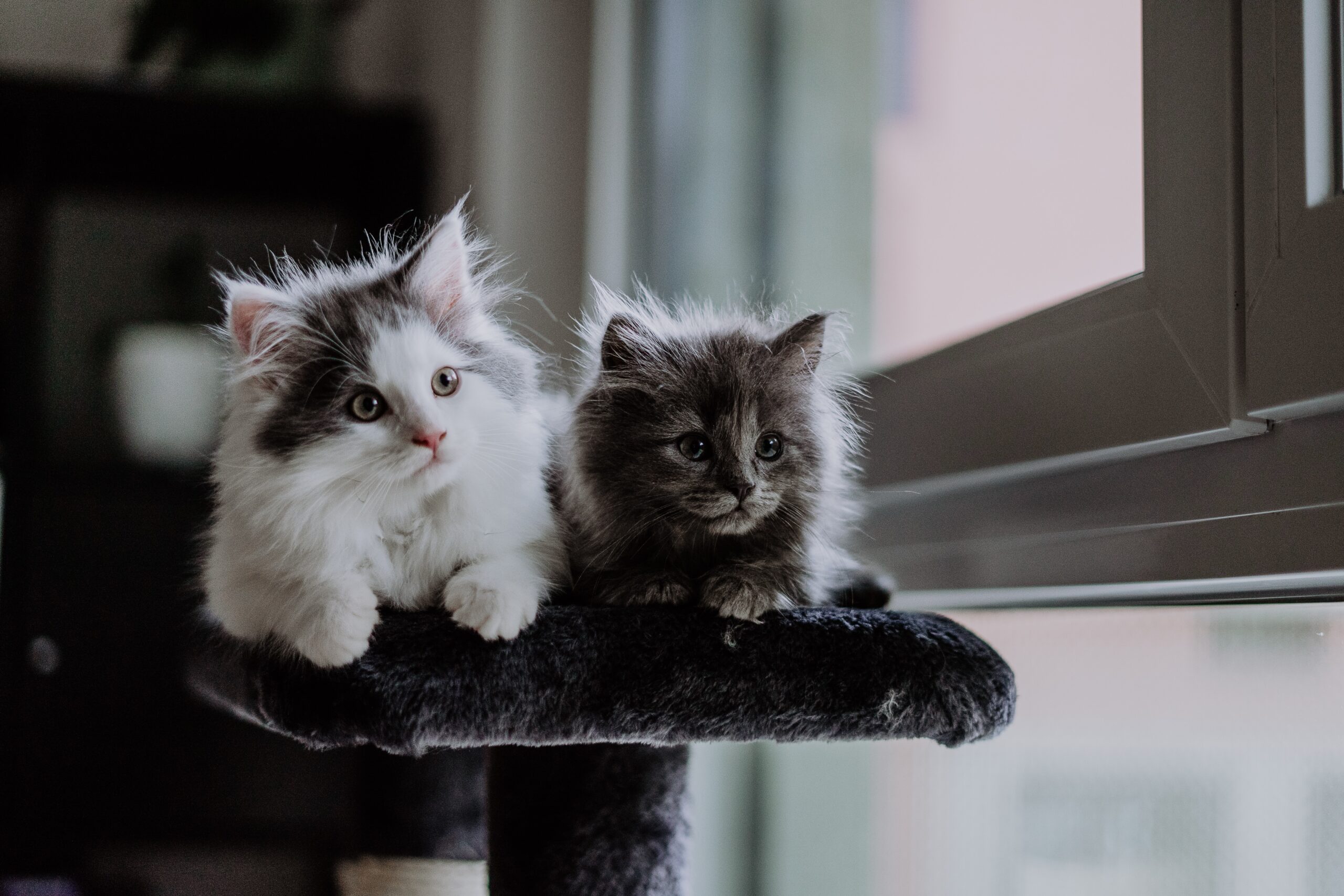 The benefits of owning a cat: physical and mental health, stress relief