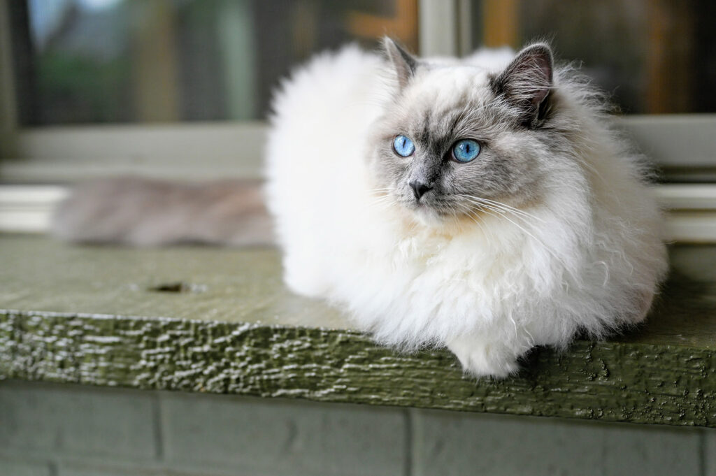 Ragdoll cat