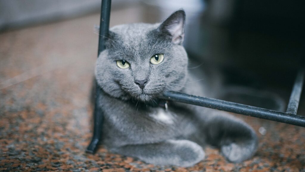 Russian blue cat