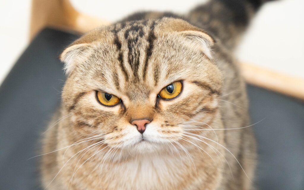 Scottish fold cat